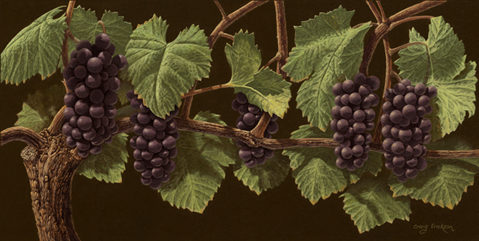 Pinot Noir, (c)2008 by Craig Erickson, Pinot Noir Grape Vines