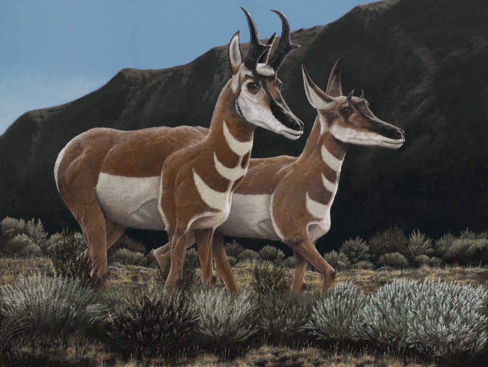 Oregon Pronghorn Antelope by Craig Erickson